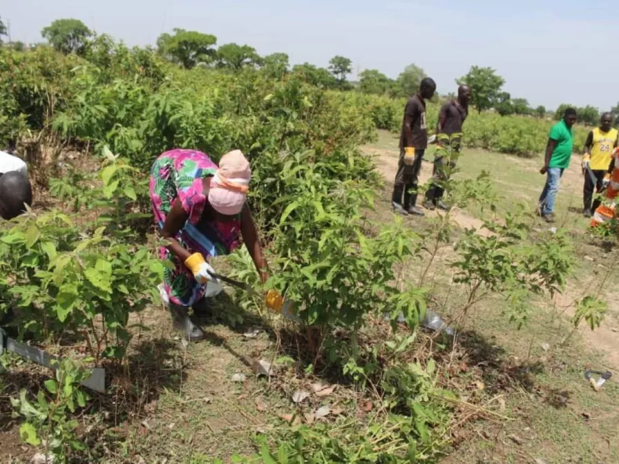 Farmer und Farmerinnen im FMNR-Projekt in Ghana
