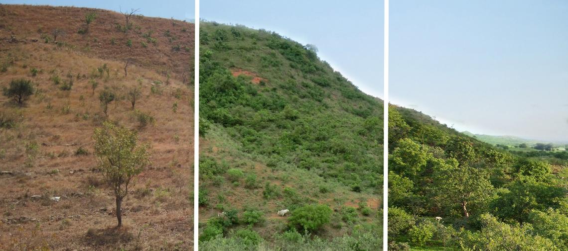 Äthiopien Wiederbegrünung FMNR