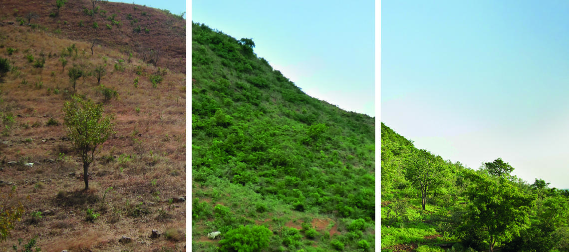 FMNR Wiederaufforstungsmethode