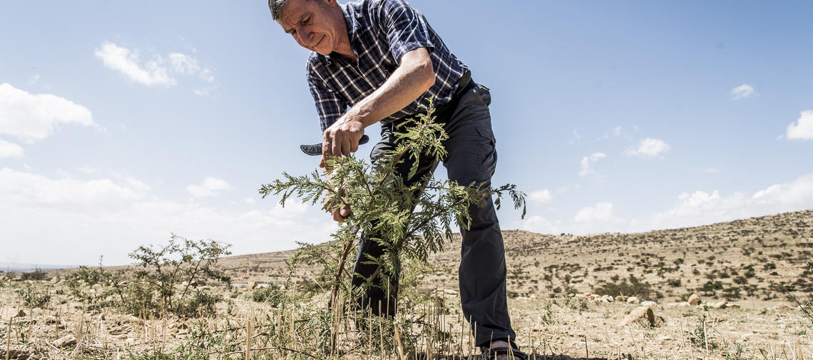 Tony Rinaudo der Waldmacher        