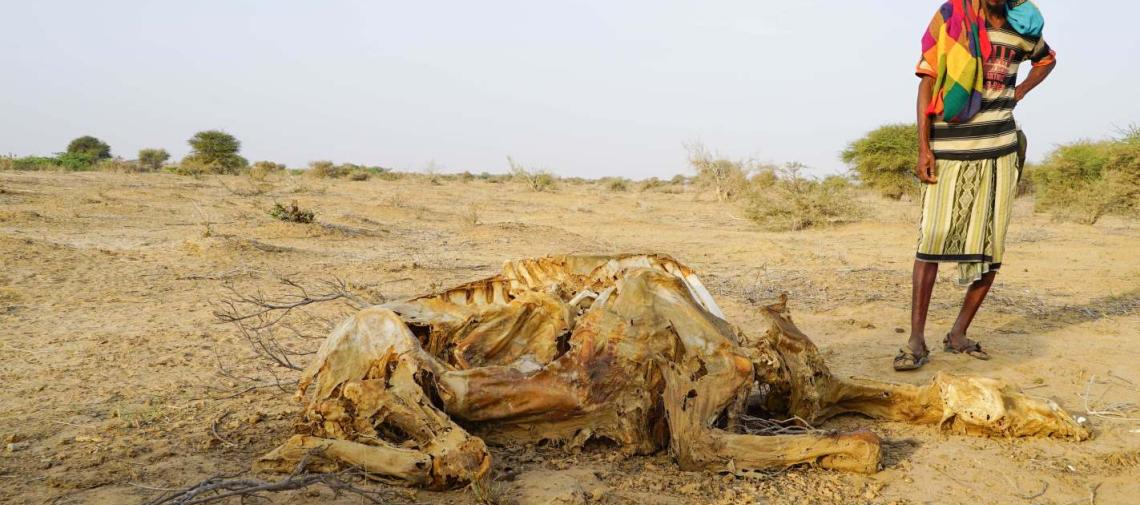 Die Dürre fordert Opfer unter Tieren und Menschen