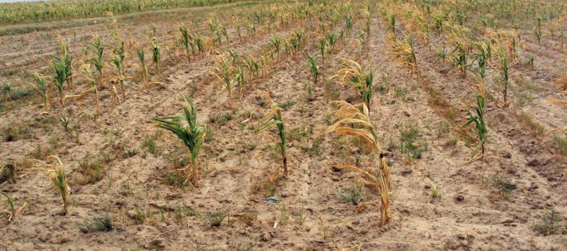 Missernte bei Masianbau in Lesotho wegen El Nino-Dürre