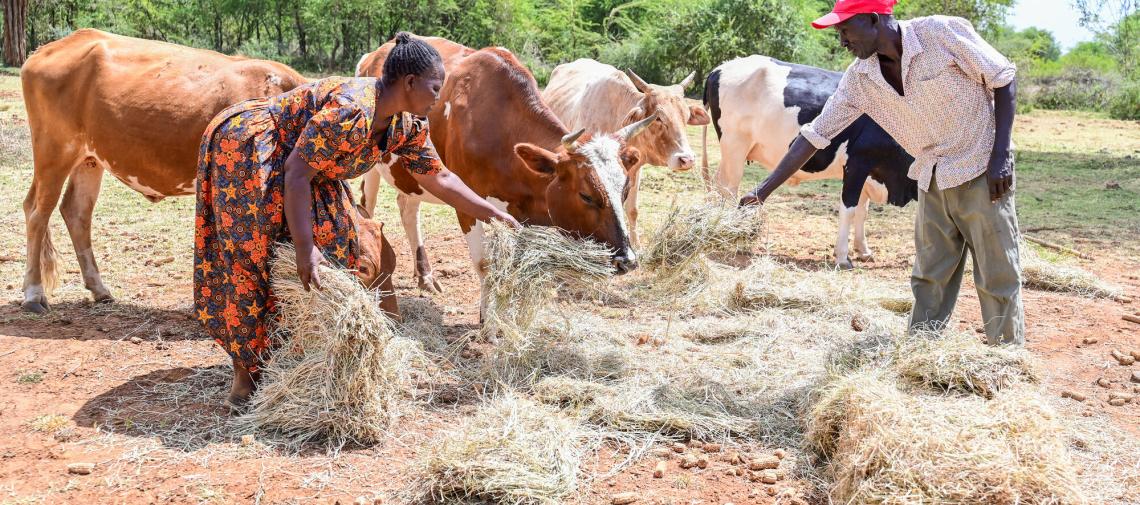 In dürre-gefährdeten Regionen von Kenia hilft die Wiederbegrünung den Kleinbauern, genügend Futter für das Vieh herzustellen. 