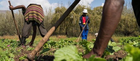 Mitglieder der Gemüsegruppe aus Eswatini jäten Unkraut.