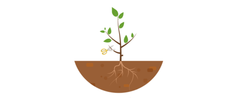 FMNR Methode Phase 2