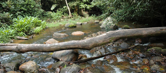 Flusslauf in einem Wald in Sierra Leone