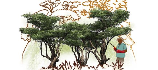 Ein gutes Geschenk: ein Stück Wald