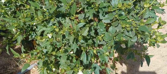 Gemüseanbau in der Spargruppe