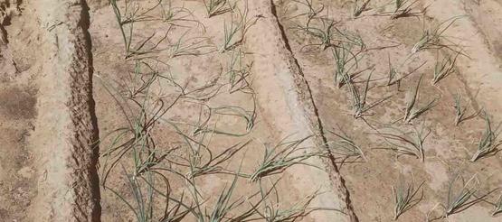 Gemüsegarten der Spargruppe