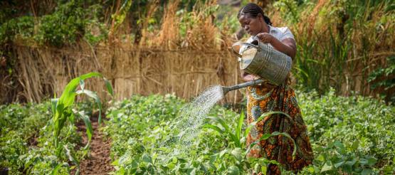 Ireen aus Malawi bewässert ihre Pflanzen.