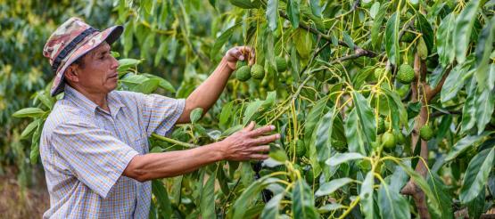 Francisco aus Honduras in seinem Avocadogarten