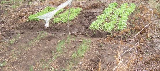 Erfolge in Lambwe Valley: Genus Essen für die Kinder