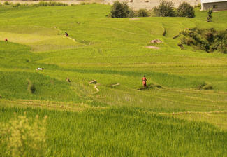 Arbeit auf den Feldern in Jeevanpur - Nepal