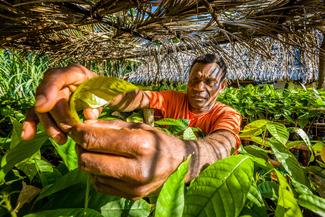 Kakaobauer Moli aus Vanuatu bei der Pflege seiner Pflanzen