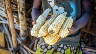 Maisb ermöglicht den Familien sich für Dürreperioden zu schützen