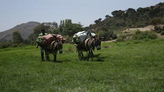 Lastentransport mit Eseln in Äthiopien