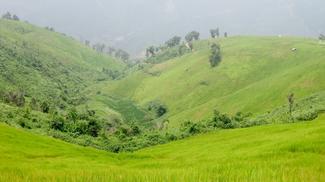 Grüne Hügel in Vietnam
