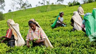 Im Hochland von Sri Lanka pflücken Frauen oft den ganzen Tag Teeblätter.