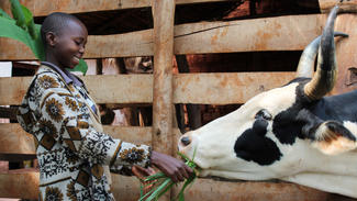 Füttern einer Kuh in Burundi