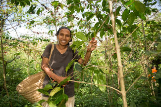 Lucia und ihr Mann können dank Agroforstwirtschaft und FMNR täglich etwas ernten.