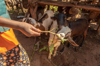 die Ziegen werden gefüttert
