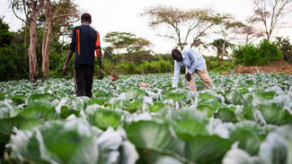 Ehemalige Kindersoldaten und Dorfbewohner haben bei der gemeinsamen Feldarbeit Wege zur Versöhnung gefunden.