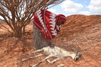 Eine Ziege liegt im Sterben