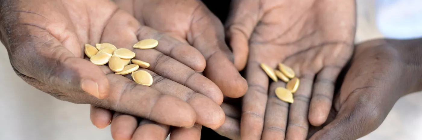 Saatgut und Zugang zu Land hilft Flüchtlingen sich selbst zu ernähren.