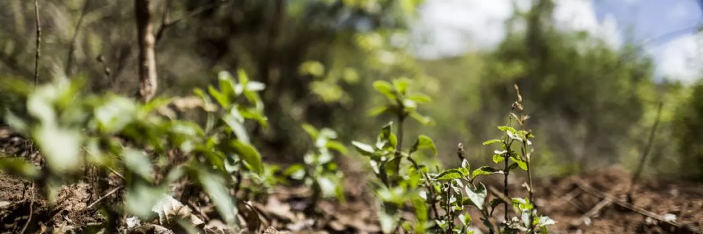 Ausblick von einer schon teilweise renaturierten Landschaft in Äthiopien