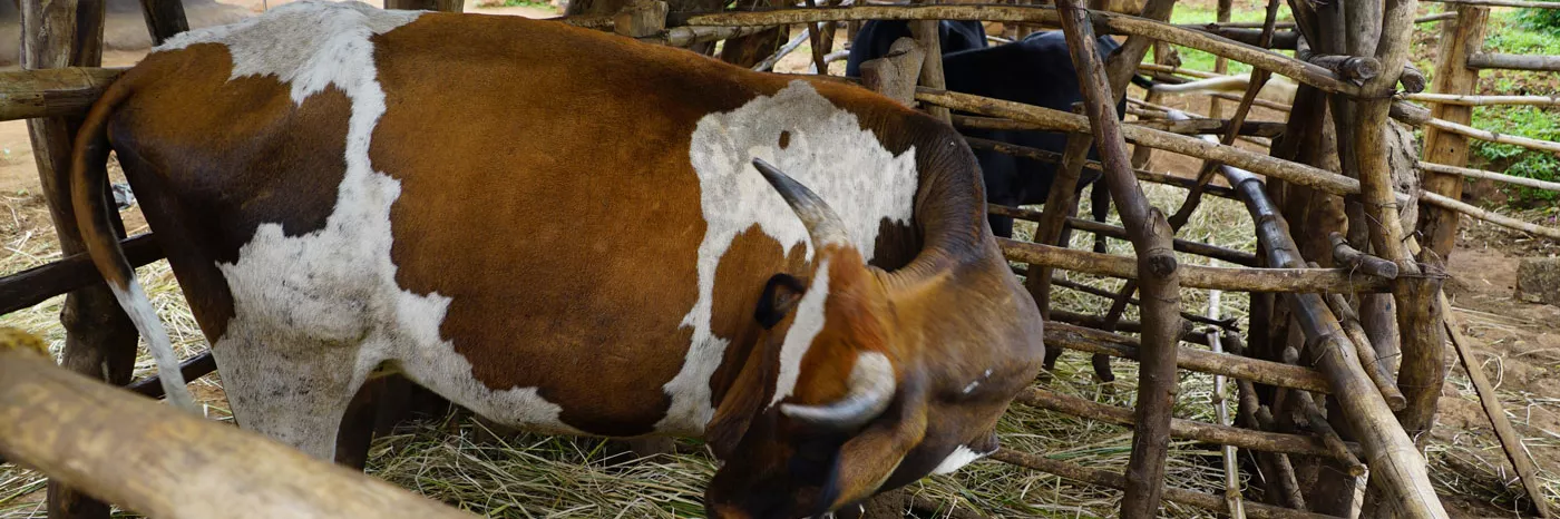 Milchwirtschaft in Malawi