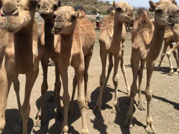 Projektreise Äthiopien