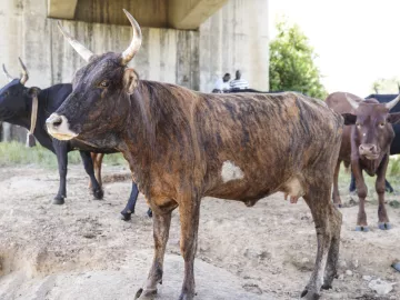 Bauern Simbabwe Projektreise