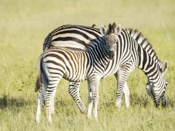 Simbabwe Projektreise