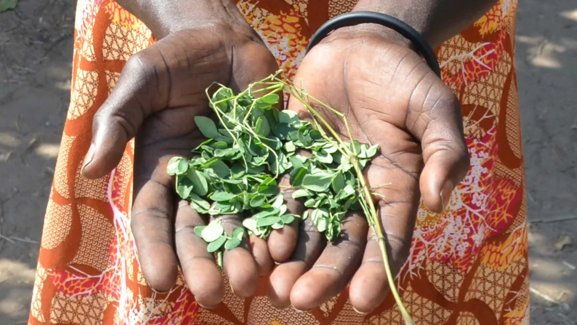 Moringa ist wie eine Apotheke im Garten