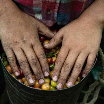 Frisch geernteter Kaffee