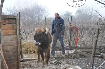 Georgischer Mann mit Kuh