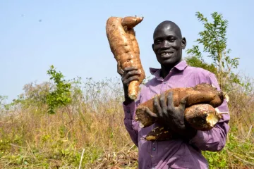 Dank FMNR kann Rashid jetzt genug Maniok ernten, um den Bedarf  seiner Familie zu decken und ein gutes Einkommen zu verdienen