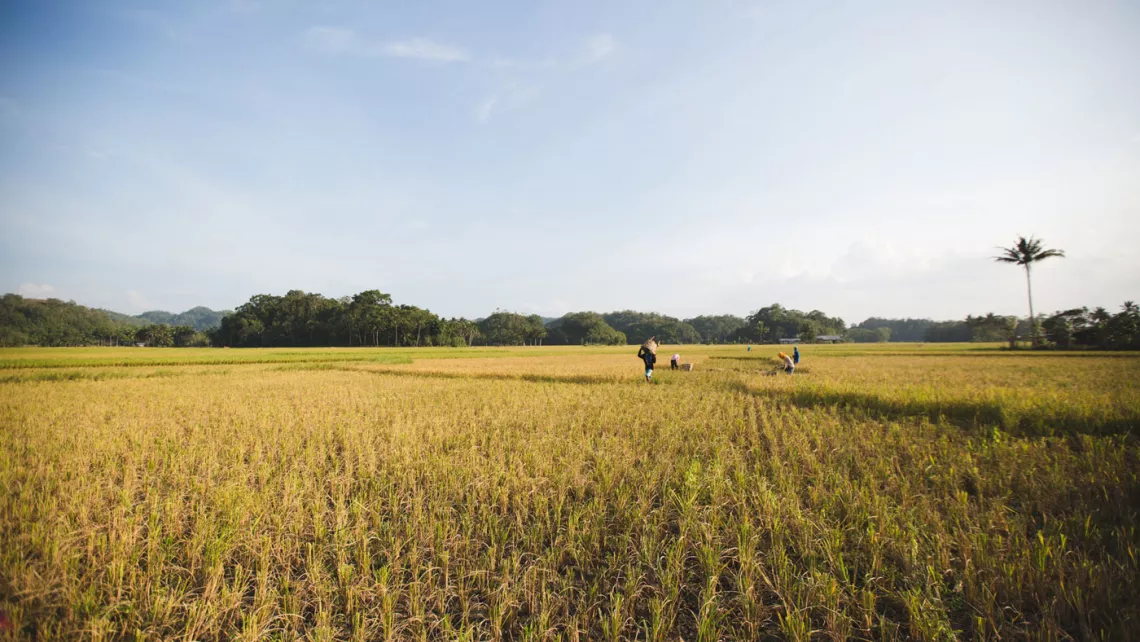 Reisfelder auf den Philippinen
