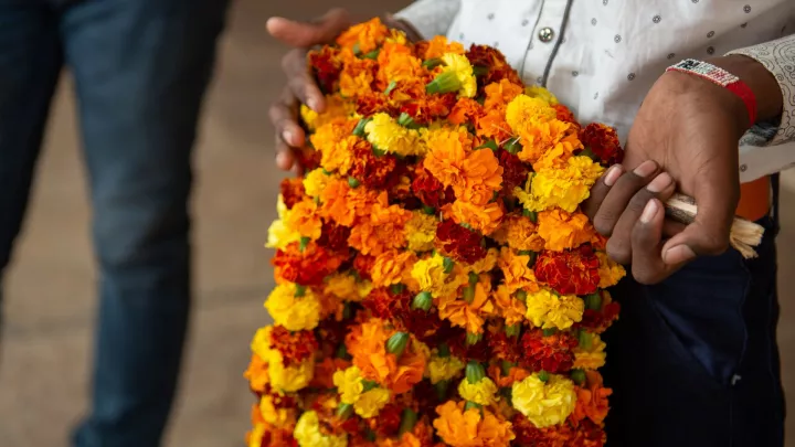 Leuchtende Tagetes-Blumen