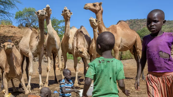 Kamele an der Wasserstelle