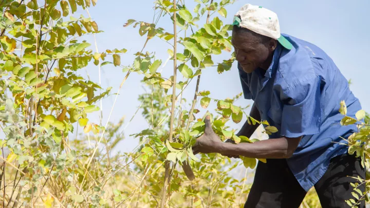 Sidi aus Mali beschneidet einen Baum nach der FMNR-Methode.