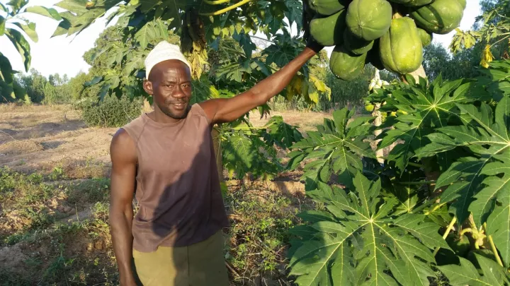 Mann vor einem Papaya-Baum