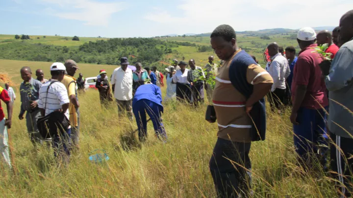Aufforstung einer Anbaufläche in Eswatini