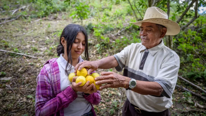 Patenkind Nahomy aus Honduras mit ihrem Großvater bei der Zitronenernte