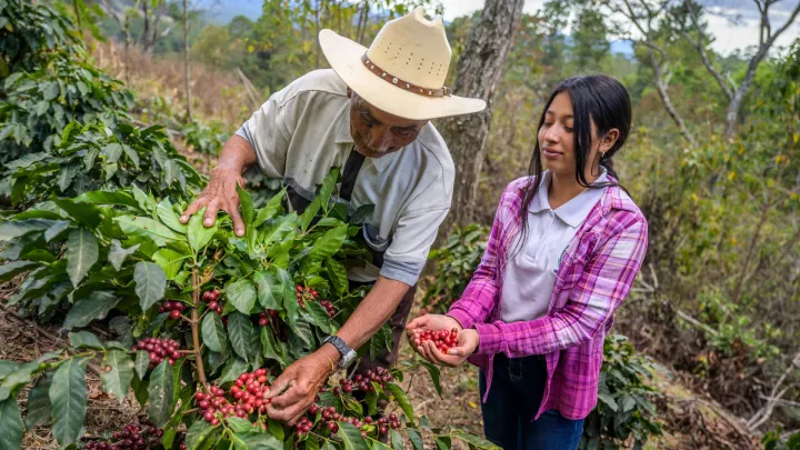Patenkind Nahomy aus Honduras hilft ihrem Großvater bei der Kaffeeernte.