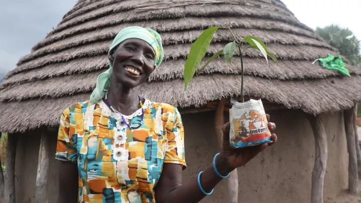 Um die Ernährungssituation weiter zu verbessern, züchtet und verkauft Akech nun auch Baumsetzlinge, zum Beispiel Mangobäumchen.