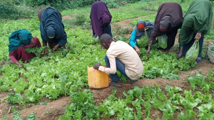 Viele Hände helfen zusammen in einem Gemeinschaftsgarten in Somalia