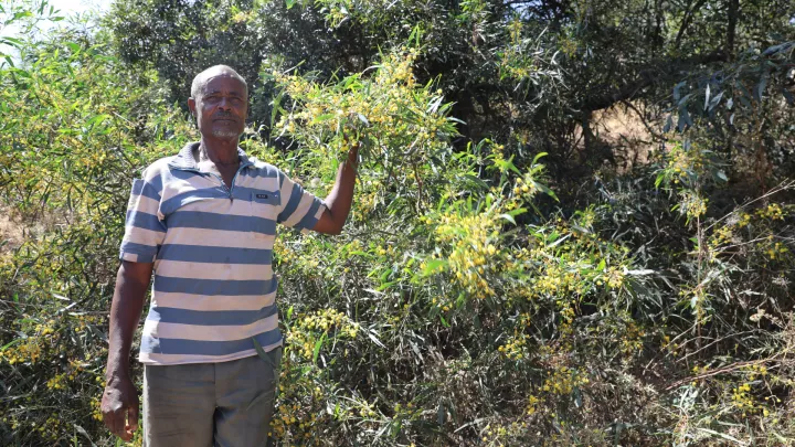 Mann in Äthiopien in einem nach FMNR-Methode aufgeforsteten Wald.