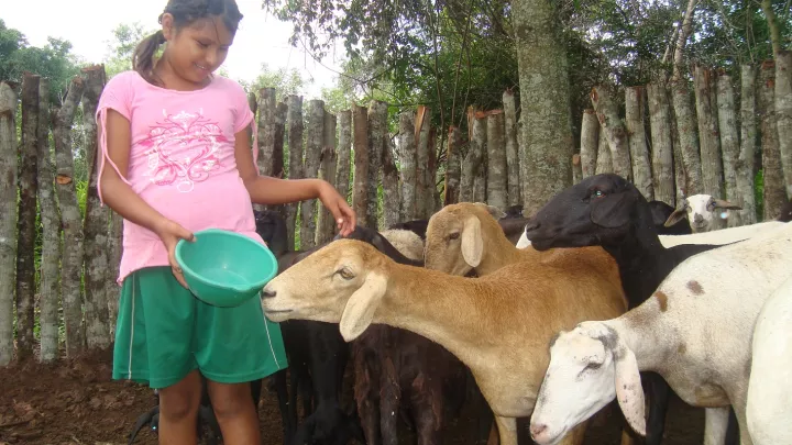Ein Mädchen füttert Schafe