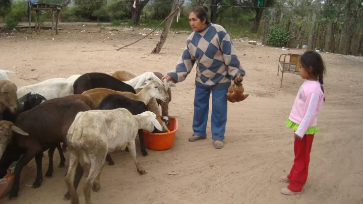 Mutter und Tochter füttern ihre Schafe